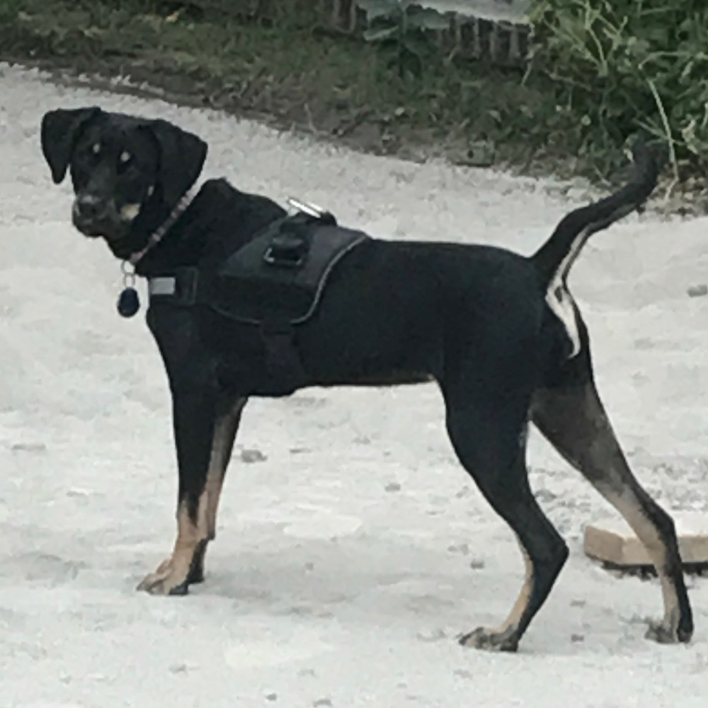 Meet your Posher, Darlene